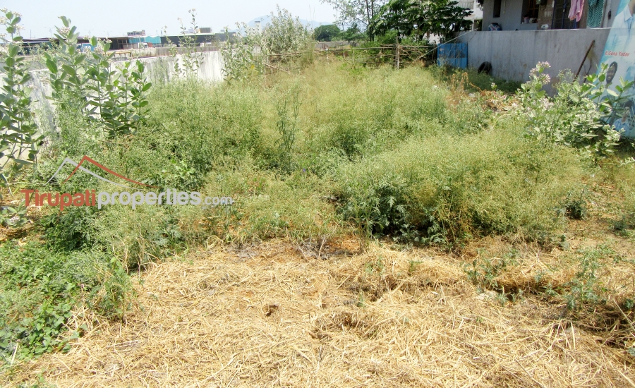 47 Anks North Facing #ReadyforConstruction #PlotforSale in Thimminaidupalem Near Mangalam Road, #Tirupati